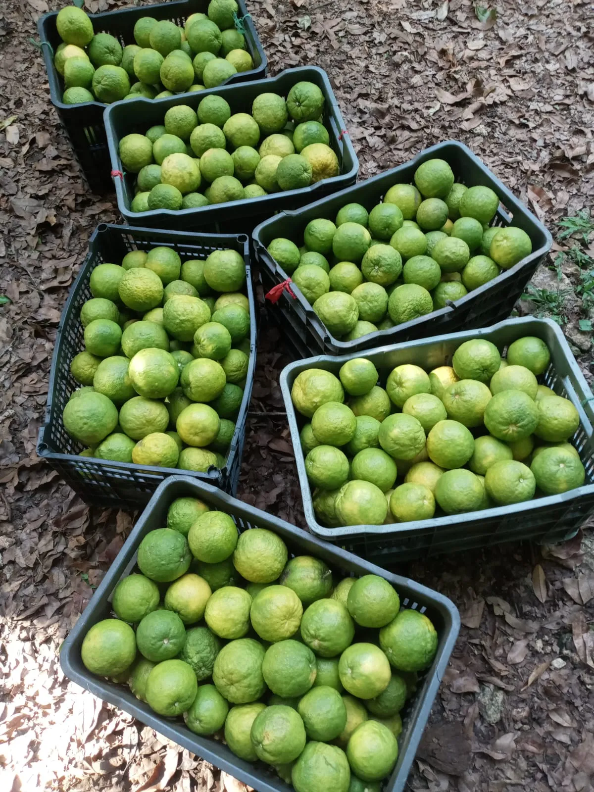 Naranja agria - caja 20 kg