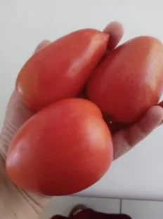 Tomate Saladette - 1 kg