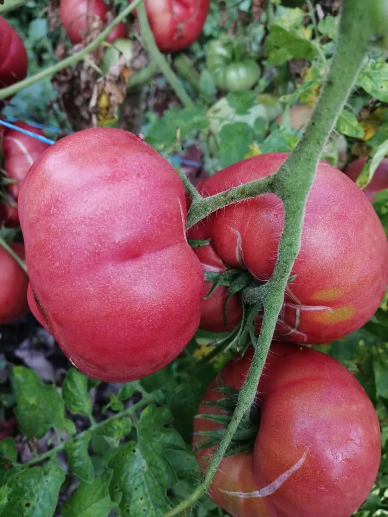 Tomate criollo x 1kg