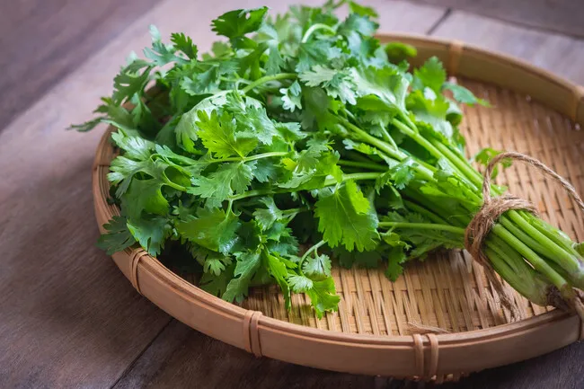 Cilantro 1 manojo
