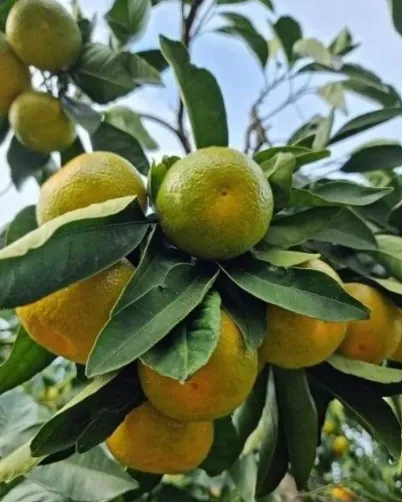 Mandarina - Caja 20kg